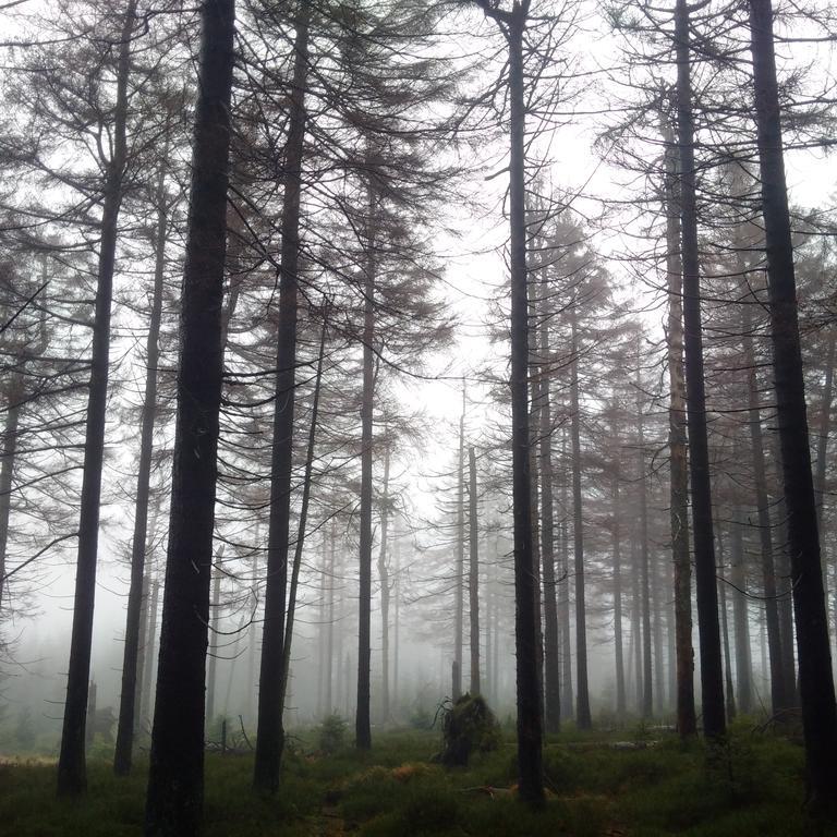 The Cabin - Harz National Park Sankt Andreasberg Ngoại thất bức ảnh